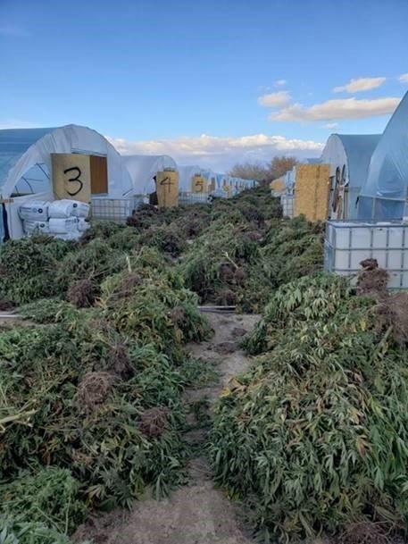 The 260,000 live marijuana plants was housed in 1,107 grow houses.