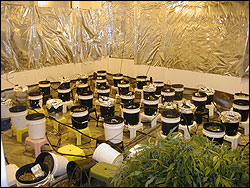 Grow Room 