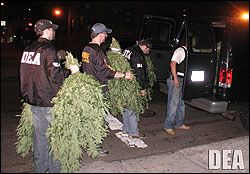 DEA Agents Removing Marijuana From Apartment in Manhattan