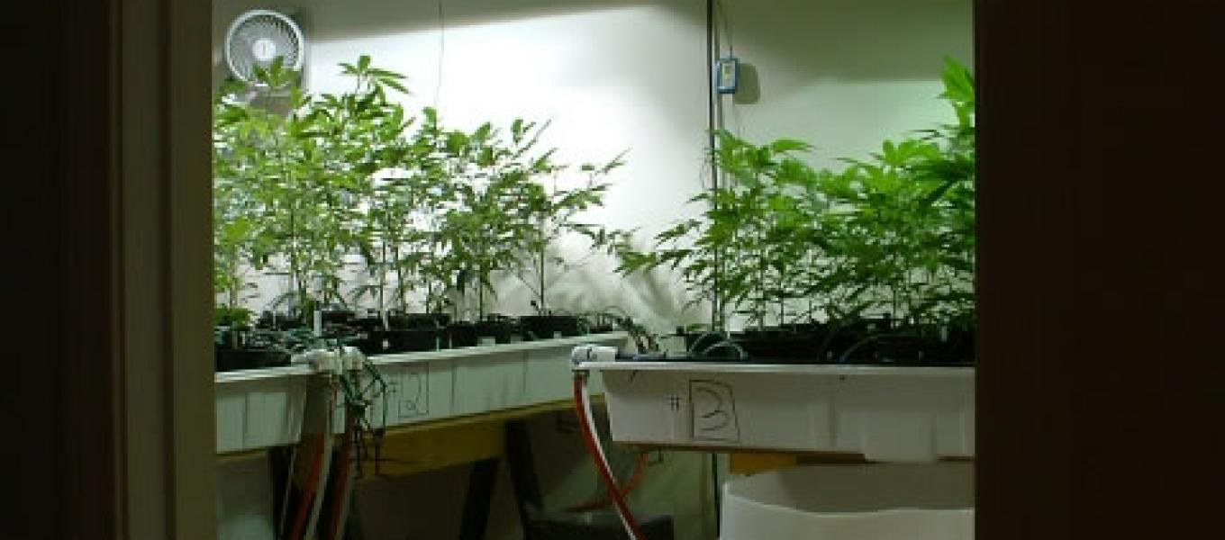 Indoor Marijuana Grow