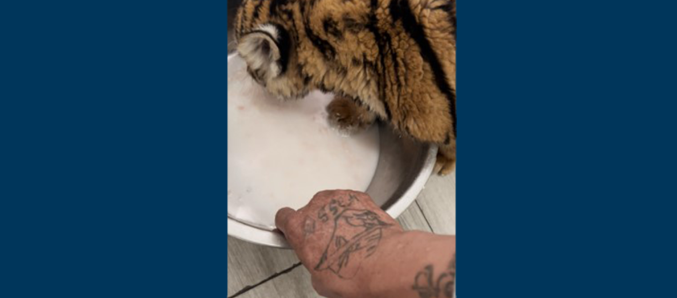 Photo of a tiger cub being fed by the suspect. The photo shows the suspect's distinctive tattoos.