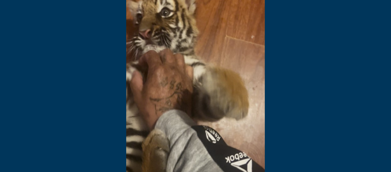 Photo of a tiger cub being fed by the suspect. The photo shows the suspect's distinctive tattoos.