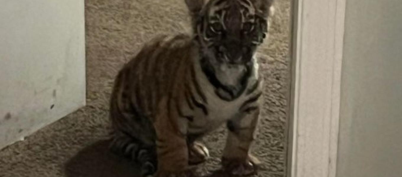 Photo of a tiger cub in the suspect's residence.