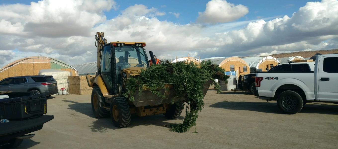 bulldozer carrying marijuana plants from eradication