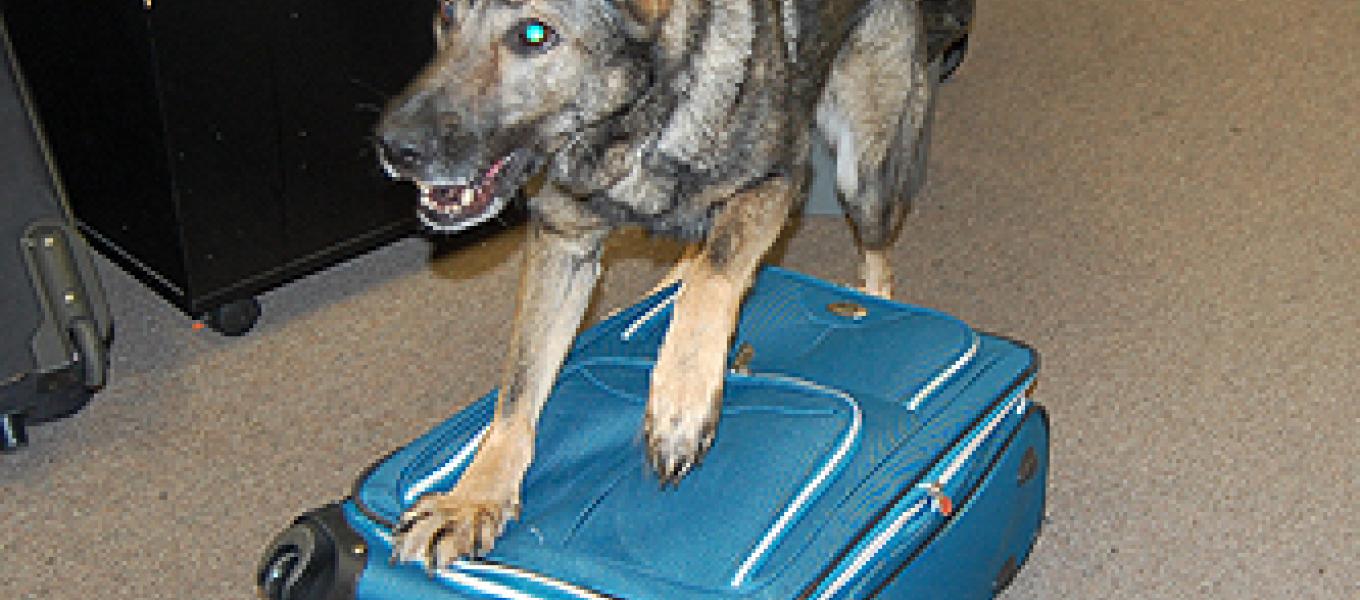 TFO Kelliher’s Drug K9 Kirby” alerts to the luggage allowing DEA Group 8 to obtain a search warrant. 