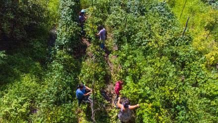 Migrant workers in a vineyard